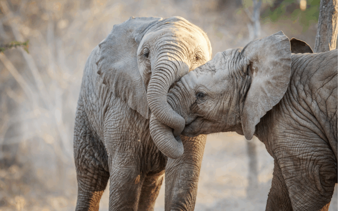 Birthday Celebration in South Africa