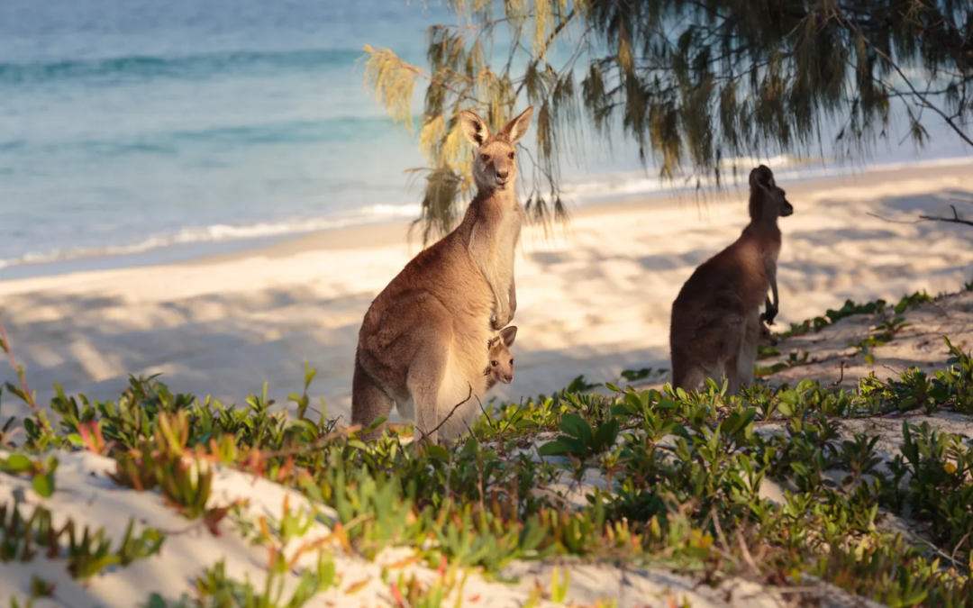 Whales and Wine in Australia